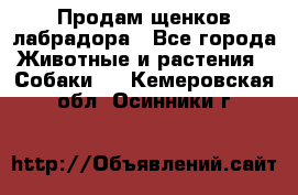 Продам щенков лабрадора - Все города Животные и растения » Собаки   . Кемеровская обл.,Осинники г.